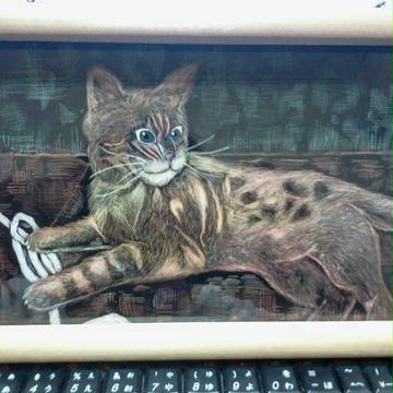 猫