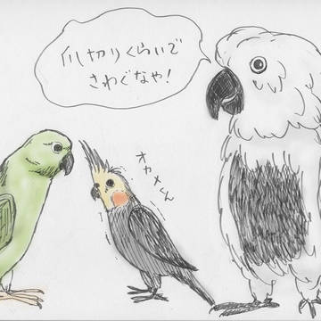 オカメインコ説教される図
