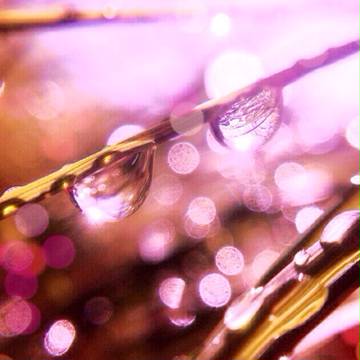 雨のあとに