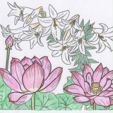 蓮の花と鉄砲ユリ