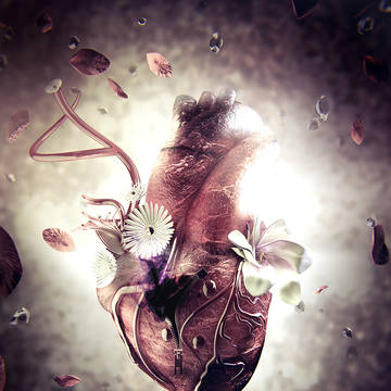 heart