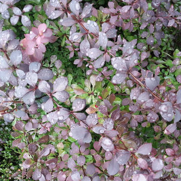 花。