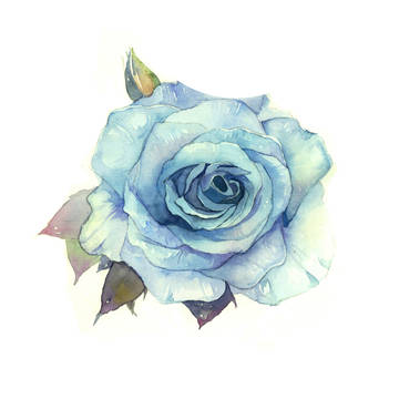 バラの花