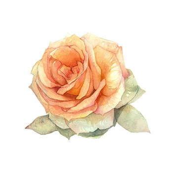 バラの花