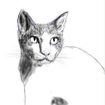 我が家のじゃじゃ馬（猫？）ナナちゃん