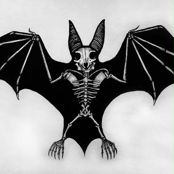 蝙蝠 bat skeleton