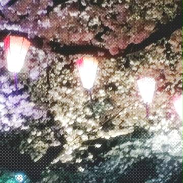 夜桜