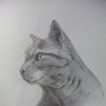 猫(模写)