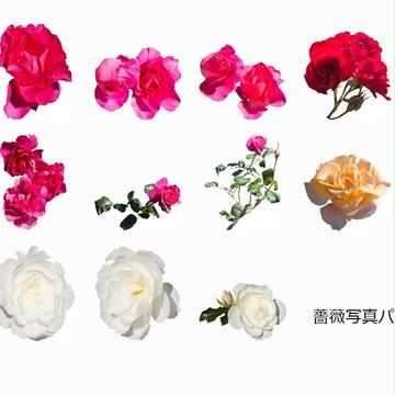 薔薇パーツ素材集