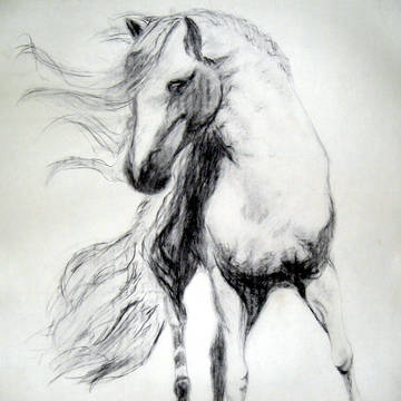 Andalusian