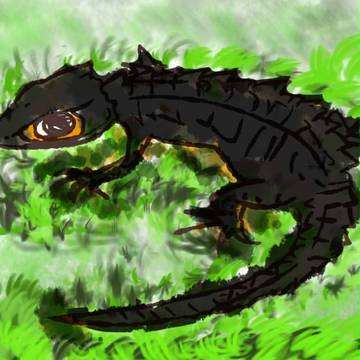 アカメ