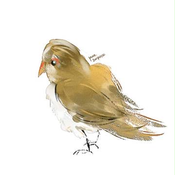鳥