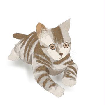 猫