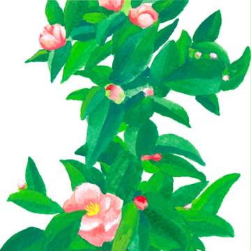 椿