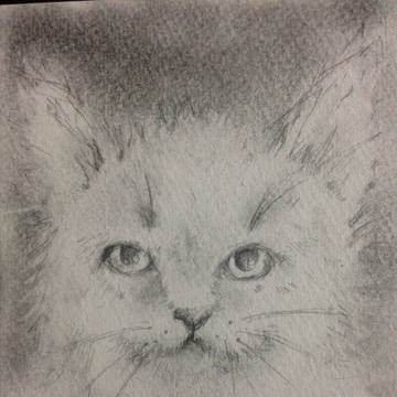ねこさん