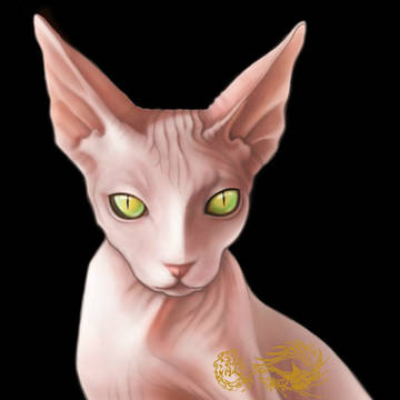 Canadian Hairless