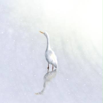 白鳥と湖