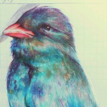 鳥