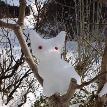 雪猫