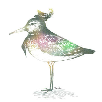 鳥‧白鶺鴒