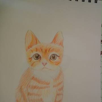 まだねこです