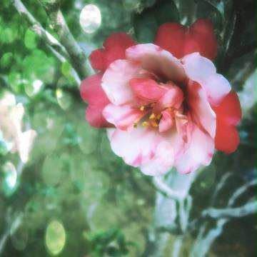 【福死】その唇謙虚なり【交流:NL】