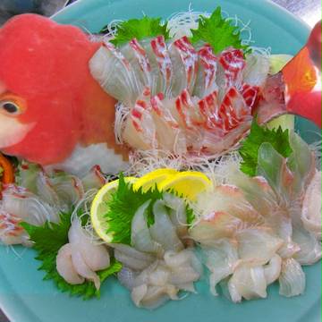 金魚草のお造り