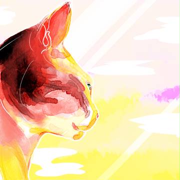 夕方の猫