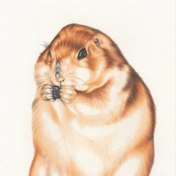 Prairie dog (Sugar)