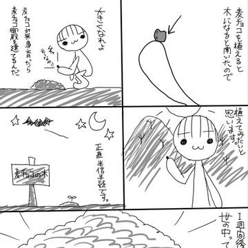 麦チョコの木1