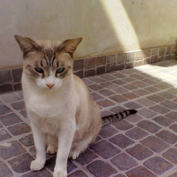mi gato :3