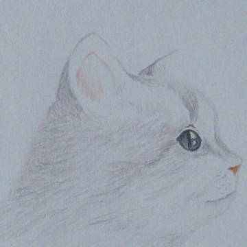 猫(「花と猫」の猫のアップ)