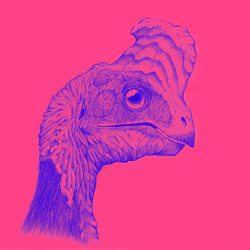 Citipati Hotpink