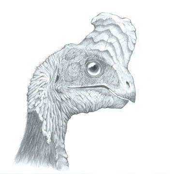 Citipati Grayscale