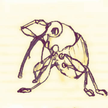 ゾウムシ