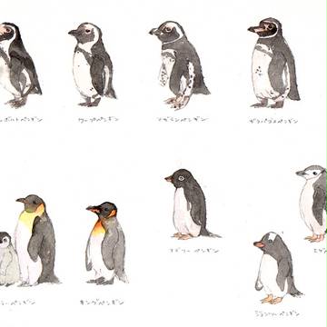 ペンギンいろいろ