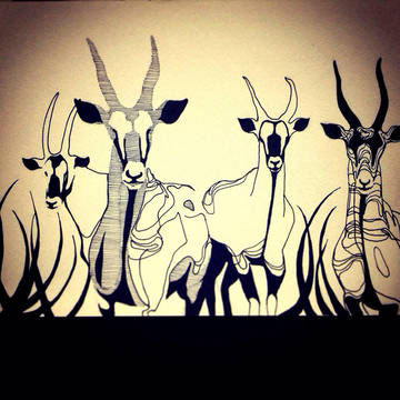 Safari