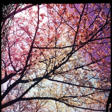 桜前線異常ナシ
