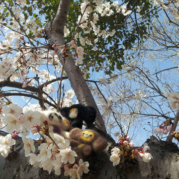 ＊桜チェブリーチ＊2014