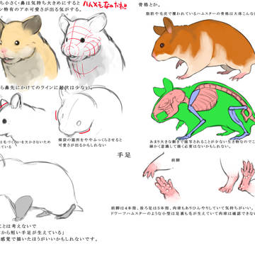 ハムスターの描き方研究