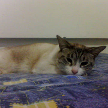 gatti ♥