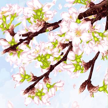旅立ちの桜