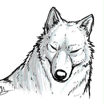 chosen wolf