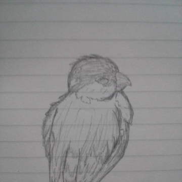 文鳥