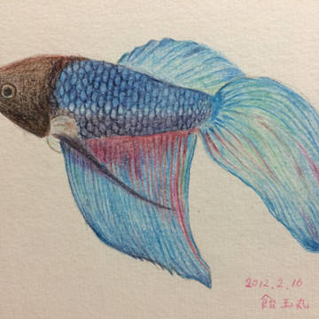 ベタ