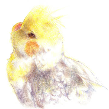 鳥媛媛