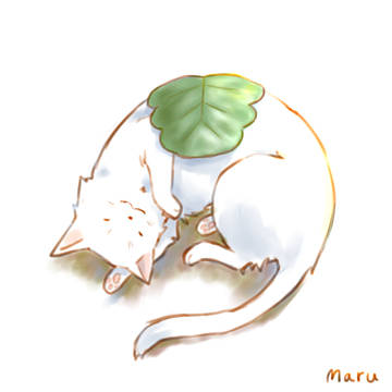 かしわもち