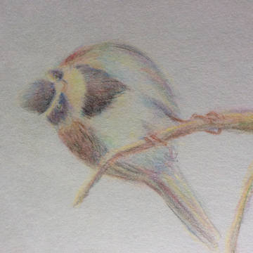 とりすくなめ らくがき