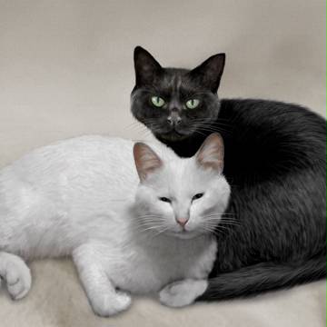 白猫と黒猫のカップル