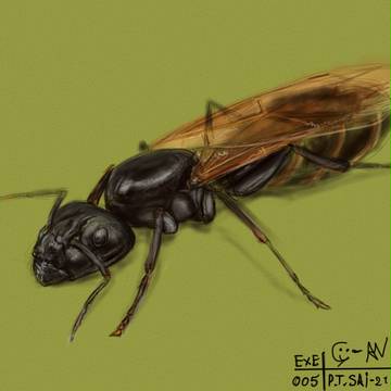 Paint Tool Sai Exe 005 by CyART